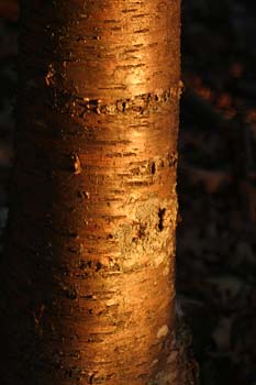 tree bark in sunlight