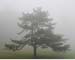 skyland tree in fog