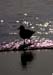 gull_at_waters_edge-72